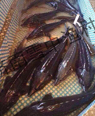 鱘魚(yú)